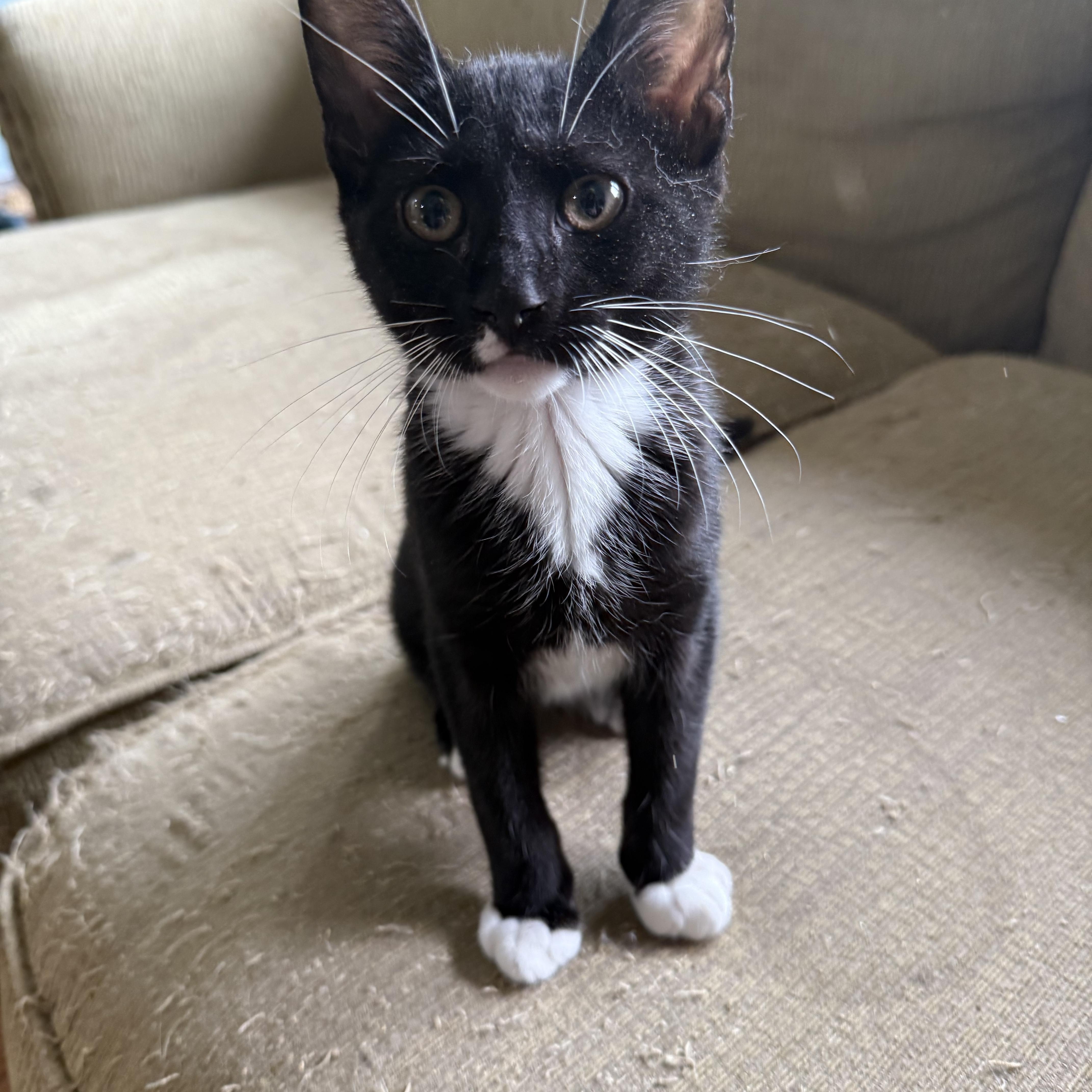 A baby small-sized male Black & White / Tuxedo Domestic Short Hair cat named Mikey for adoption in Syosset, NY