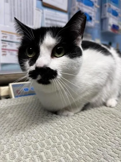 An adult small-sized female Domestic Short Hair cat named Cow for adoption in Roseville, CA