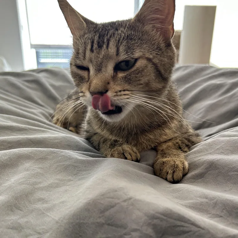 A young medium-sized female Tabby (Brown / Chocolate) Domestic Short Hair cat named Breanna for adoption in Renton , WA