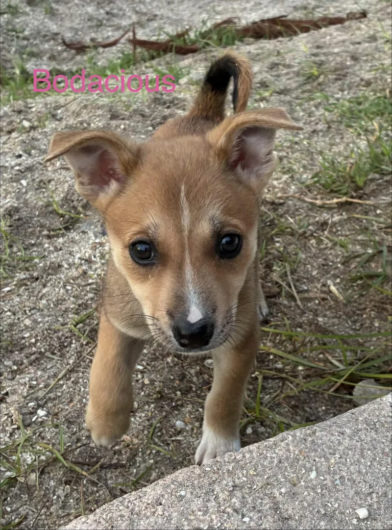 A baby medium-sized female Terrier dog named Bodacious for adoption in Royal Palm Beach, FL