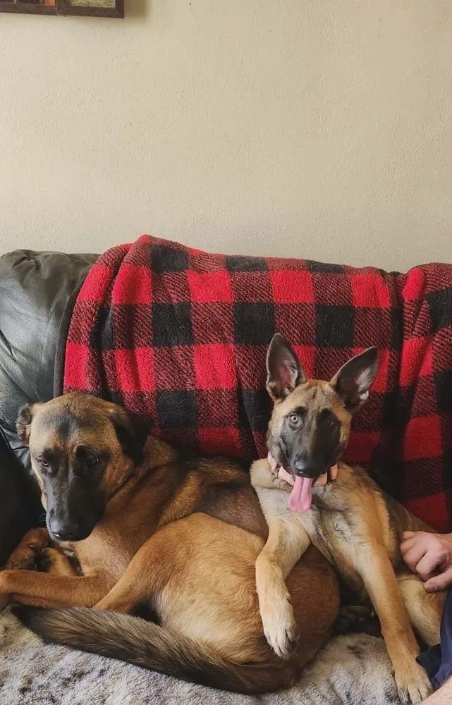 A baby small-sized female German Shepherd Dog dog named Annika Ii for adoption in Fredonia, WI