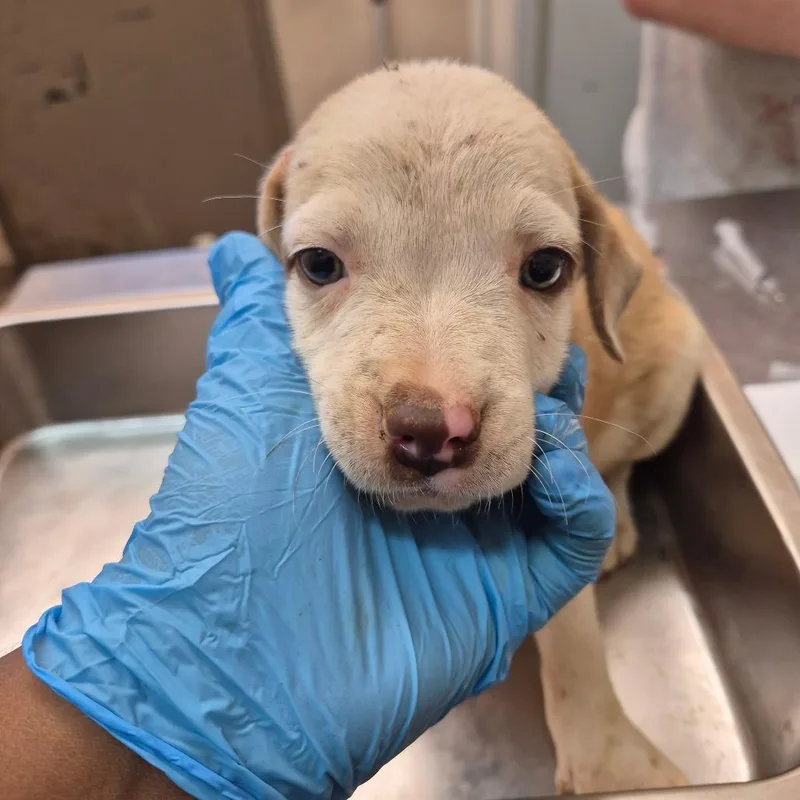 A baby small-sized female White / Cream Pit Bull Terrier dog named Piper for adoption in Birmingham, AL