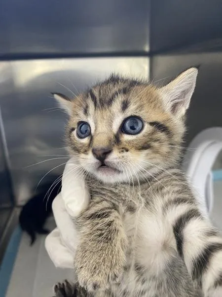 A baby small-sized male Domestic Short Hair cat named Rufio for adoption in Victorville, CA