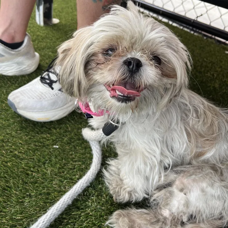 An adult small-sized female Apricot / Beige Shih Tzu dog named Maddie for adoption in Medford, NJ
