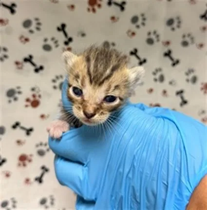 A baby small-sized female Domestic Short Hair cat named Janie for adoption in Riverside, CA