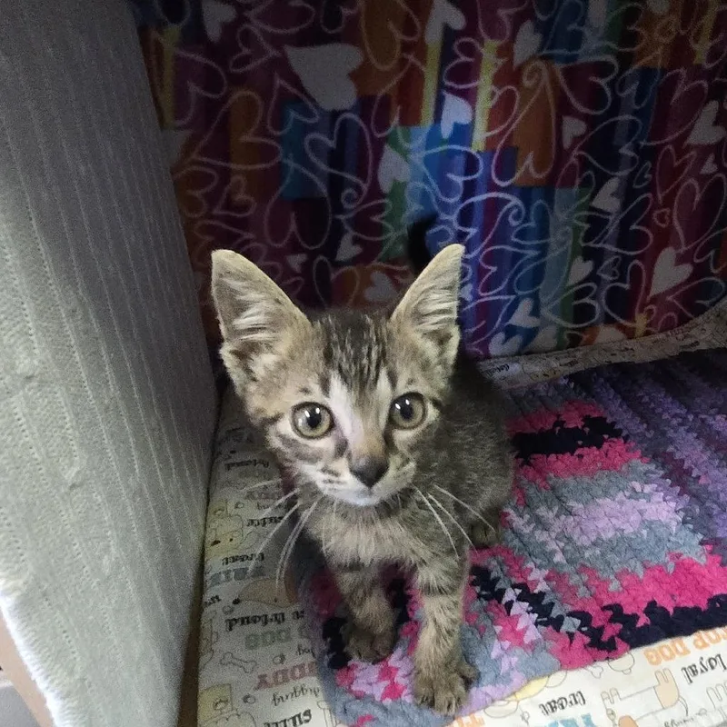 A baby small-sized male Brown / Chocolate Domestic Short Hair cat named Kermit for adoption in Naples, FL