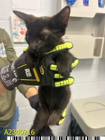 A baby medium-sized male Domestic Short Hair cat named Jack for adoption in West Palm Beach, FL