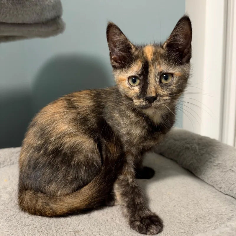 A baby medium-sized female Tortoiseshell Domestic Short Hair cat named Sundrop for adoption in Wilmington, OH
