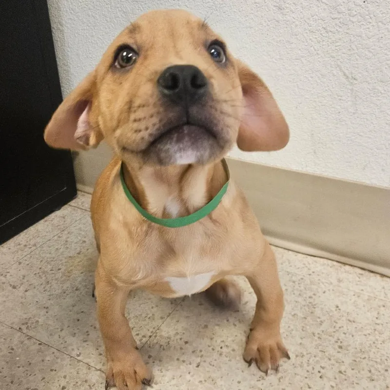 Scrappy Doo