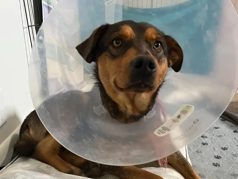 Buster Brown thumbnail 2