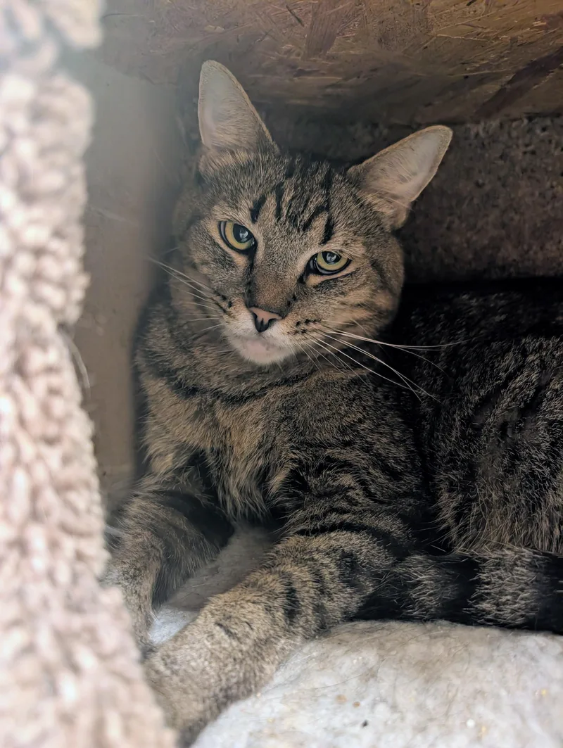 An adult medium-sized female Tabby (Brown / Chocolate) Domestic Short Hair cat named Orla for adoption in Palm Harbor, FL