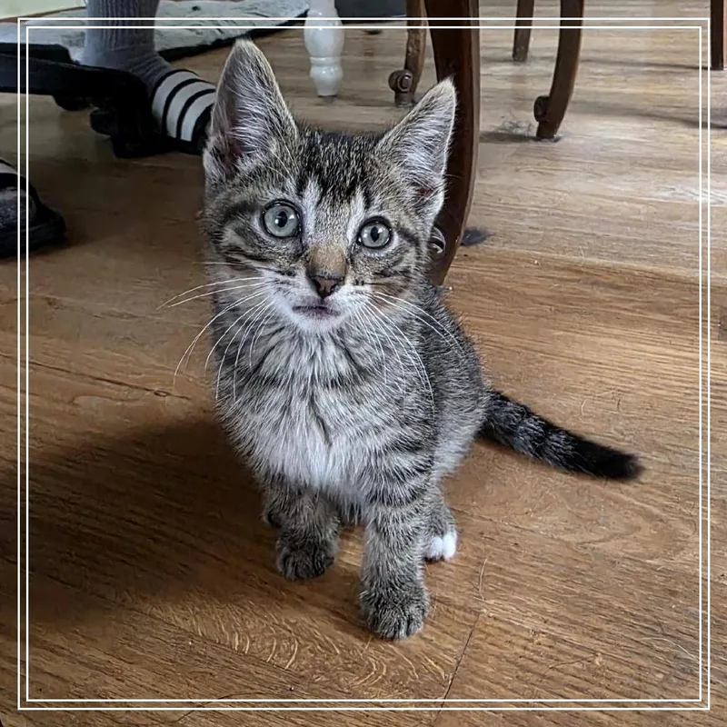 A baby small-sized male Gray / Blue / Silver Domestic Short Hair cat named Brooks for adoption in Monroe, MI