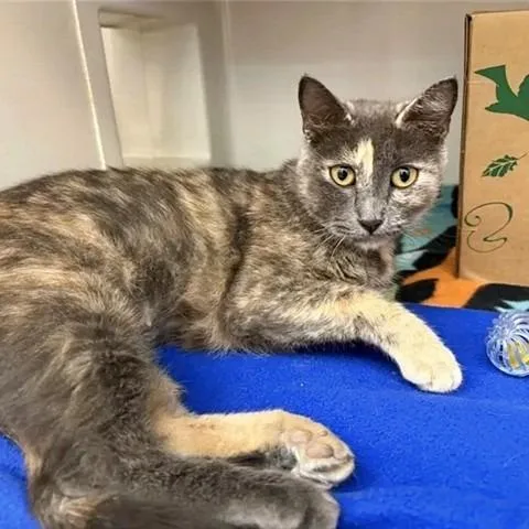 An adult medium-sized female Gray / Blue / Silver Domestic Short Hair cat named Mama for adoption in Saint Louis, MO