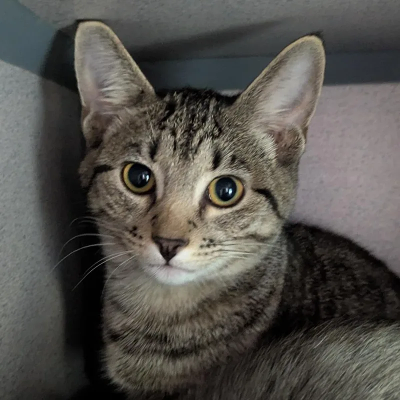A baby small-sized female Brown / Chocolate Domestic Short Hair cat named Venice The Menace for adoption in Evansville, IN