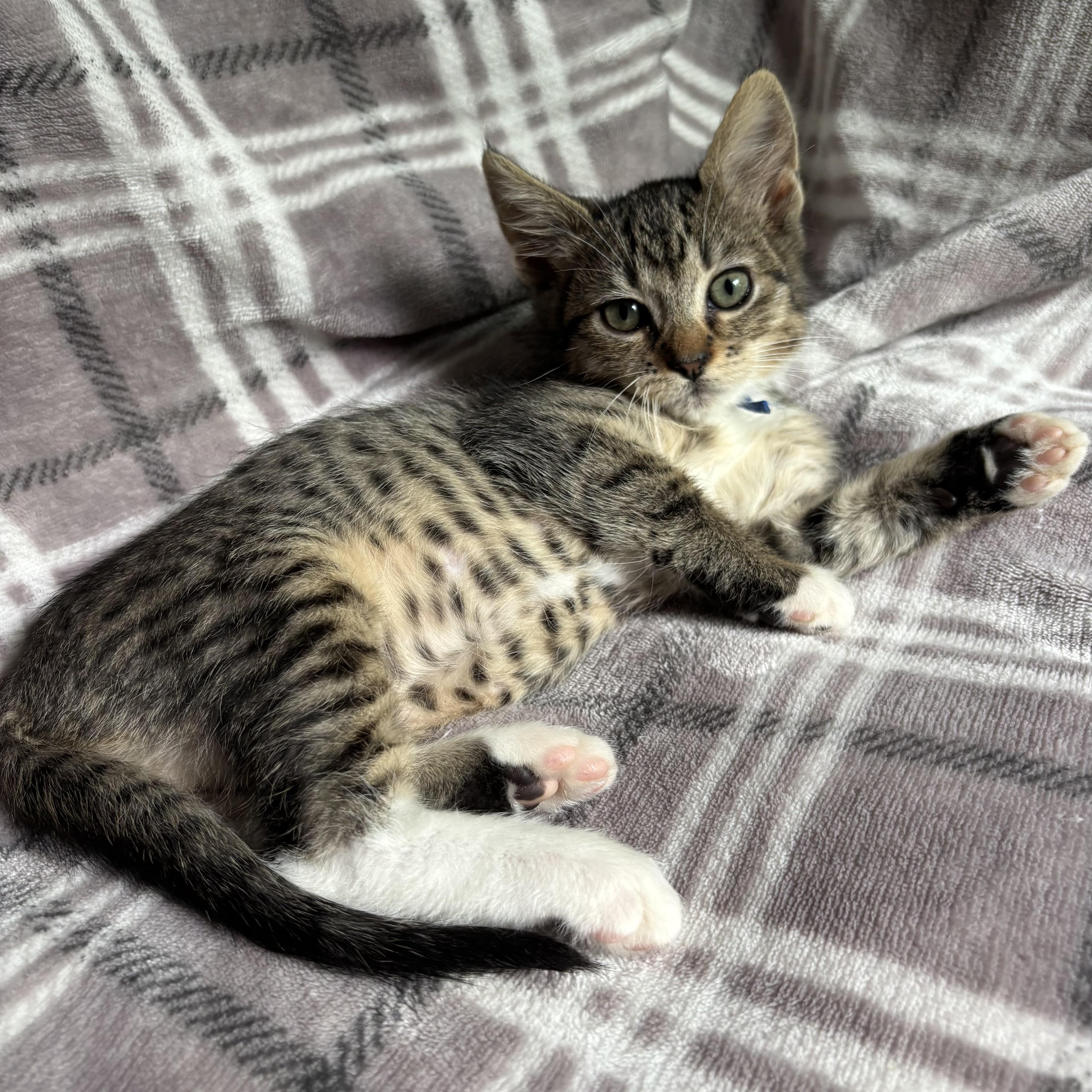 A baby medium-sized female Tabby (Buff / Tan / Fawn) Domestic Short Hair cat named Bubbles for adoption in Ephrata, WA