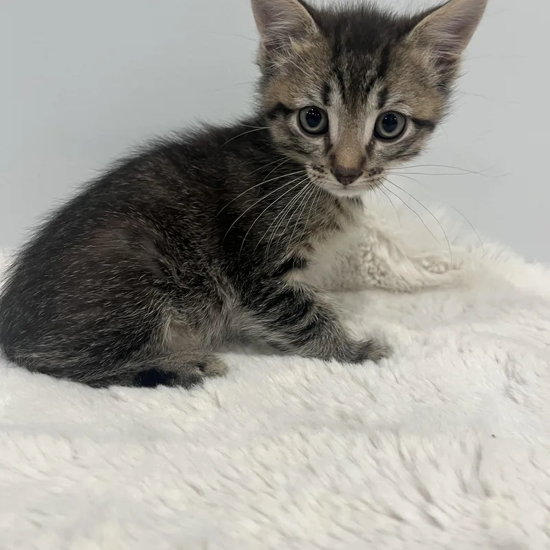 A baby medium-sized male Tabby (Brown / Chocolate) Domestic Short Hair cat named Jasper for adoption in Chicago, IL