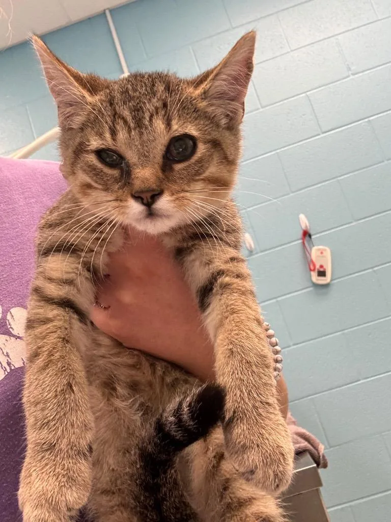 A baby medium-sized male Domestic Short Hair cat named Marty for adoption in Frankfort, KY