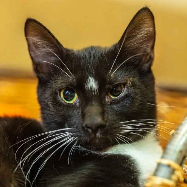 A young small-sized male Black Domestic Short Hair cat named Gir for adoption in Decatur, GA