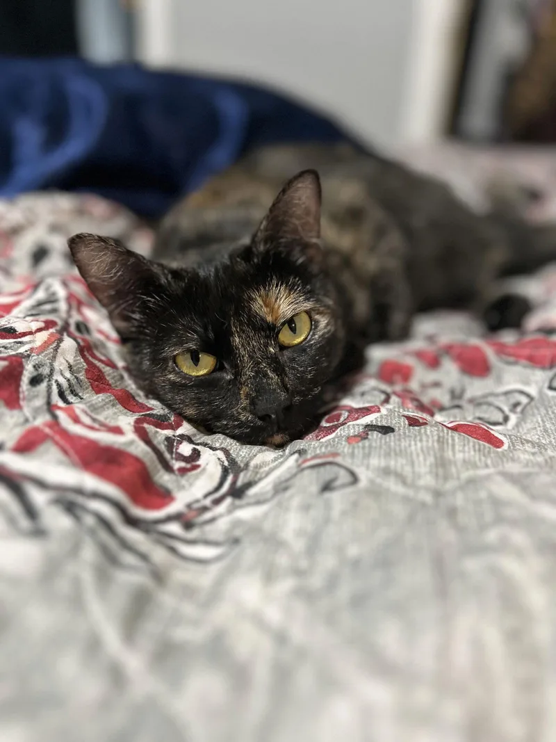 Cricket K thumbnail 2