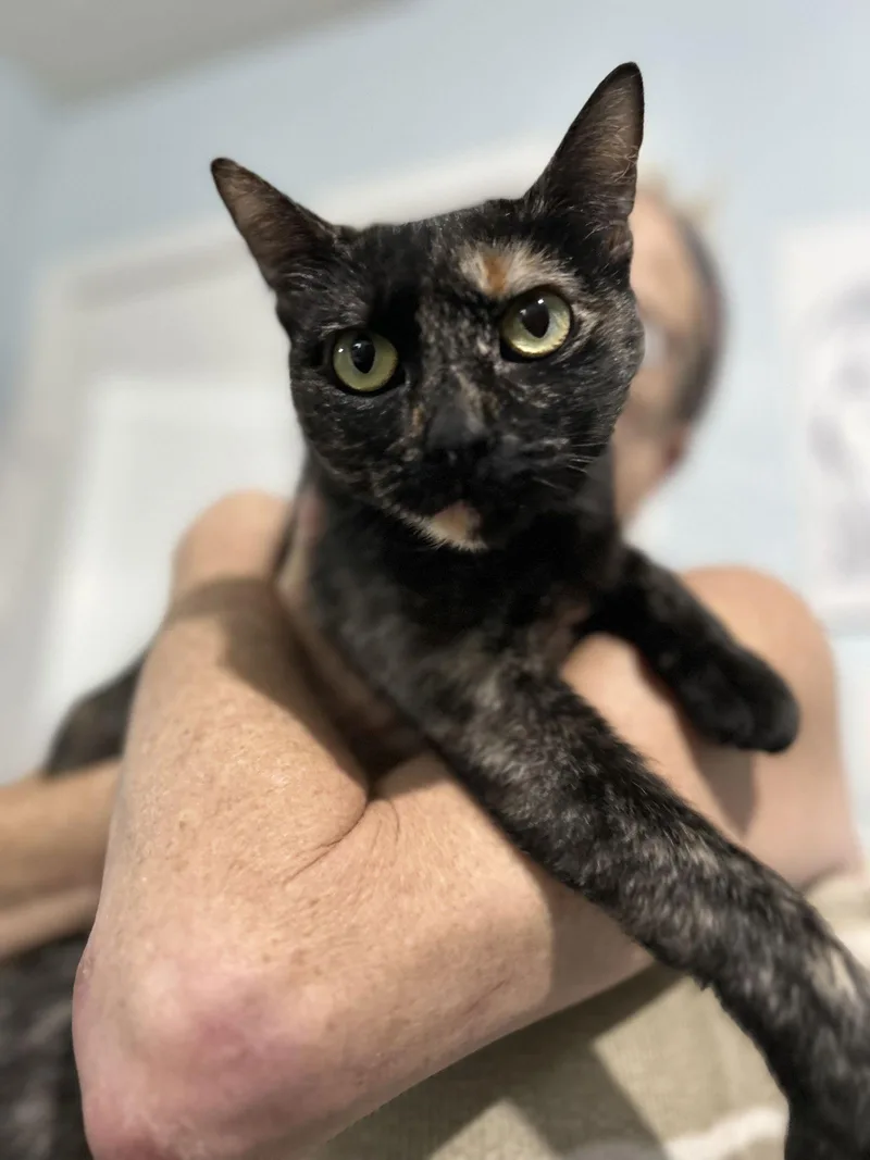 Cricket K thumbnail 3