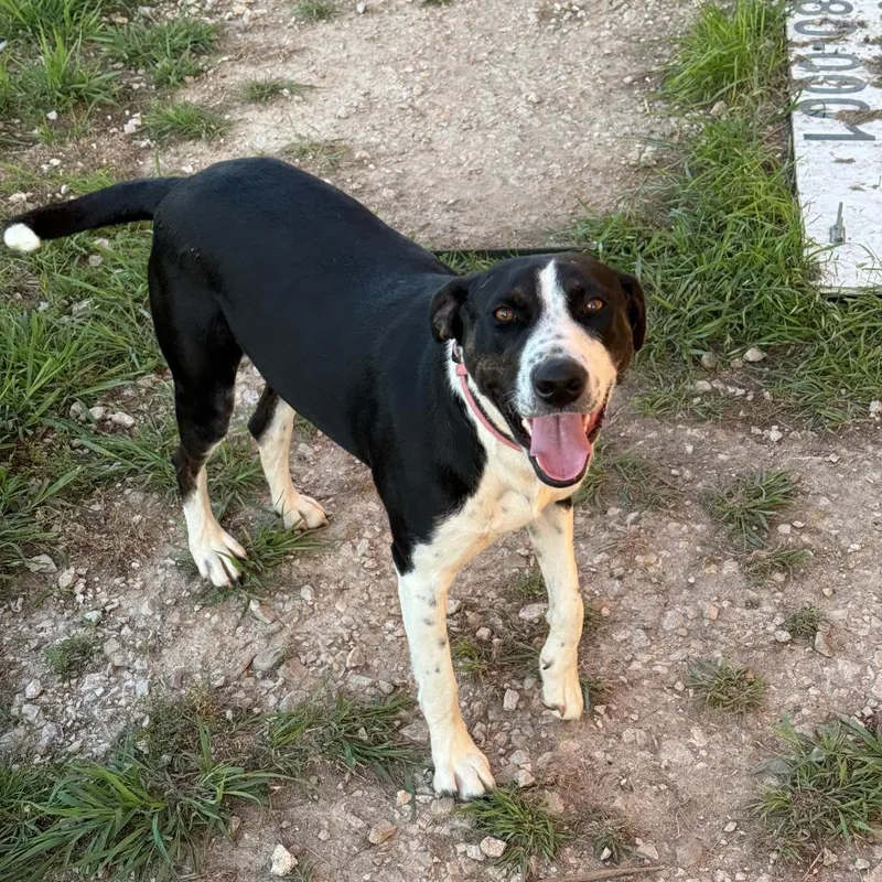 An adult large-sized female Black Pit Bull Terrier dog named Willow for adoption in San Saba, TX