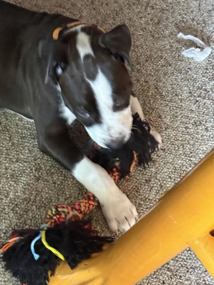 A baby medium-sized female Tricolor (Brown, Black, & White) Boxer dog named Bandit for adoption in Plymouth, MI