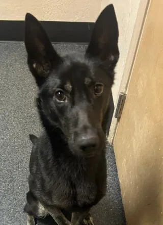 An adult large-sized female German Shepherd Dog dog named Loki for adoption in Roseville, CA