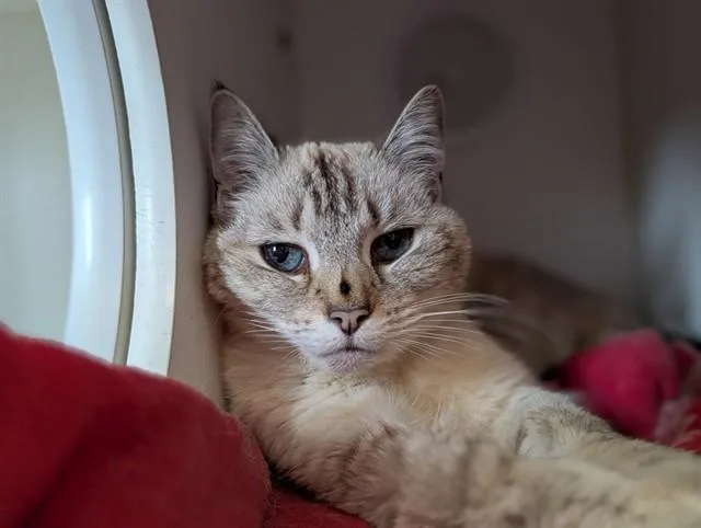 A senior medium-sized female Domestic Medium Hair cat named A for adoption in Camarillo, CA