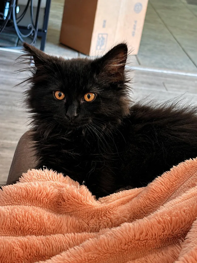 A baby medium-sized male Black Domestic Long Hair cat named Hilo for adoption in Fort Worth, TX