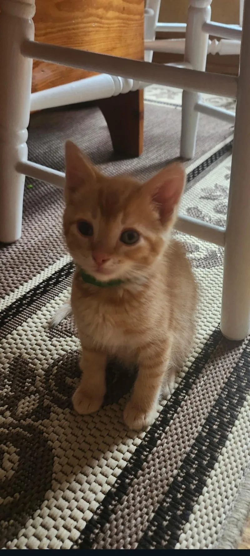 A baby small-sized male Orange & White Domestic Short Hair cat named Cheddar for adoption in Lewis Center, OH