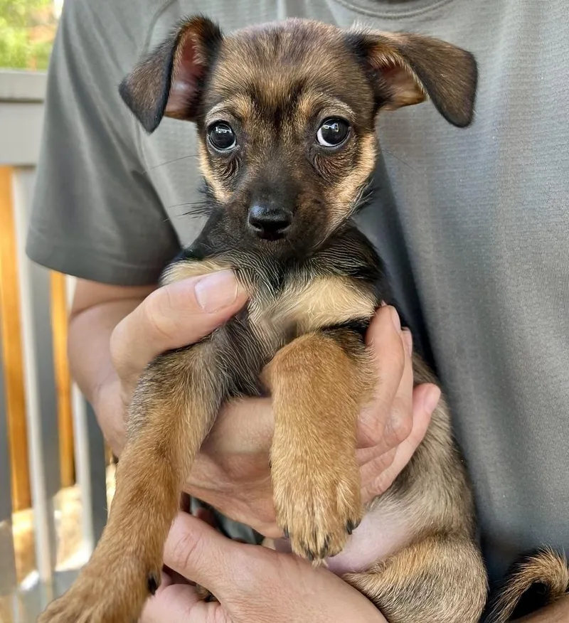 A baby small-sized female Brown / Chocolate Dachshund dog named Zoey for adoption in Littleton, CO
