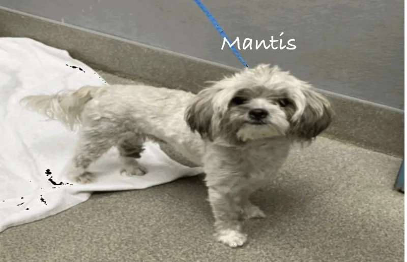 An adult small-sized male Shih Tzu dog named Mantis for adoption in Las Vegas, NV