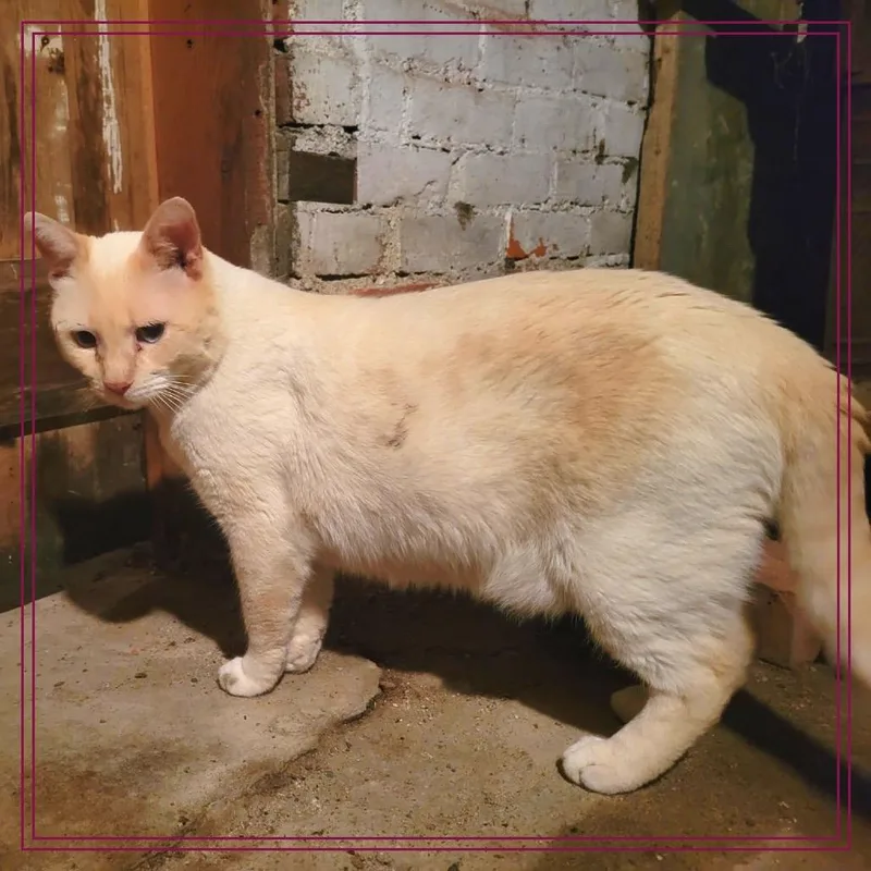 An adult small-sized male Gray / Blue / Silver Domestic Medium Hair cat named Yoshi for adoption in Monroe, MI