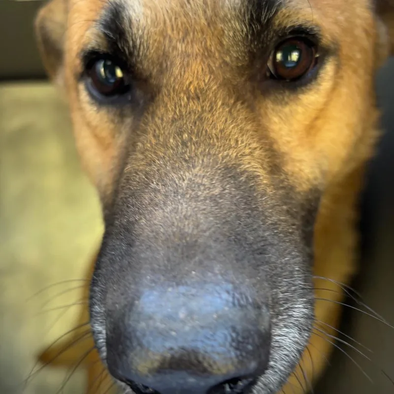 An adult medium-sized male Shepherd dog named Florin for adoption in Greensboro, NC