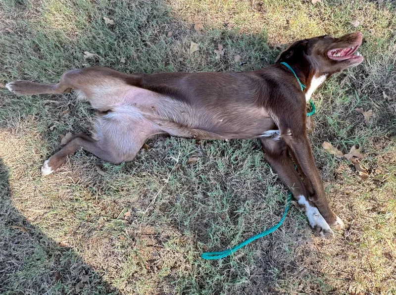 Brown Betty thumbnail 2