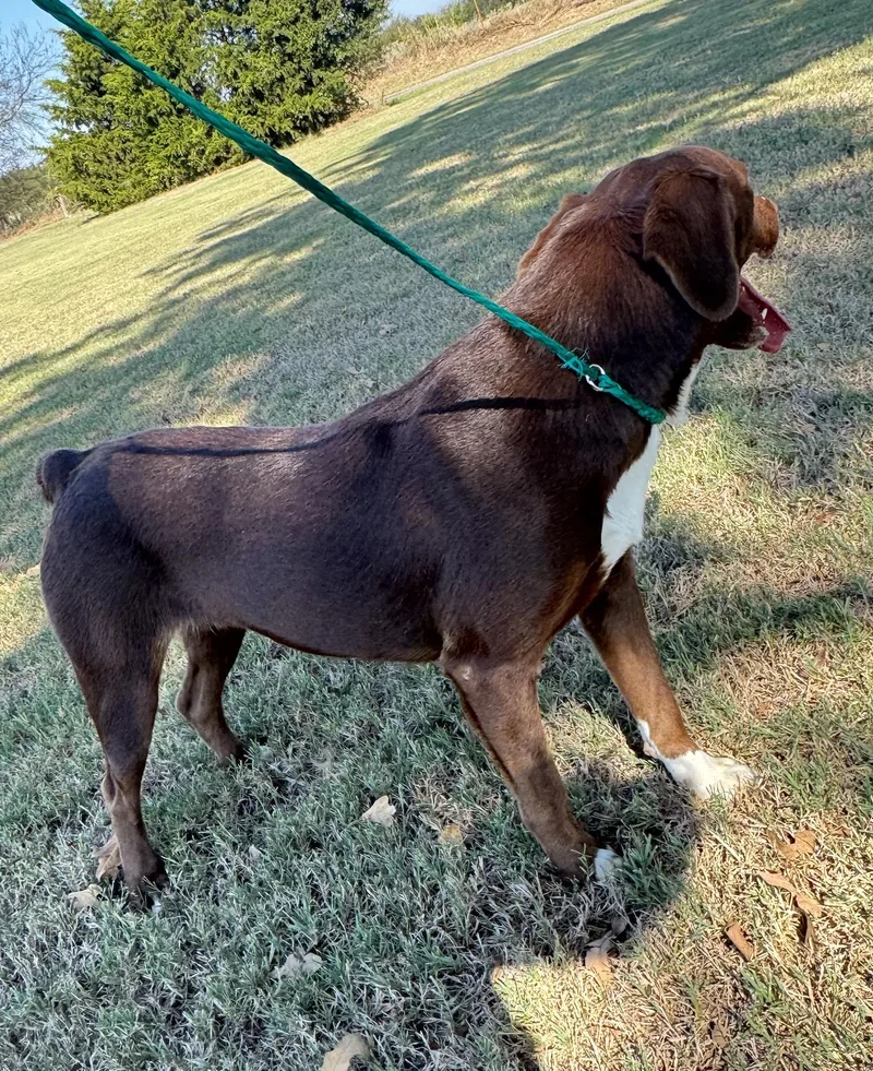 Brown Betty thumbnail 3