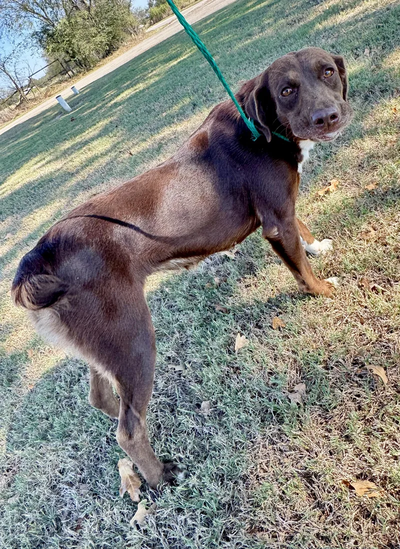 Brown Betty thumbnail 4