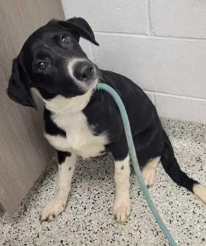 A baby medium-sized female Black Mixed Breed dog named Cascade for adoption in Kansas City, MO