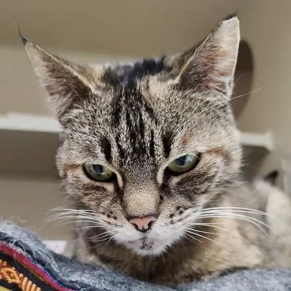 A senior medium-sized female Domestic Short Hair cat named Nala for adoption in Burlington, WA