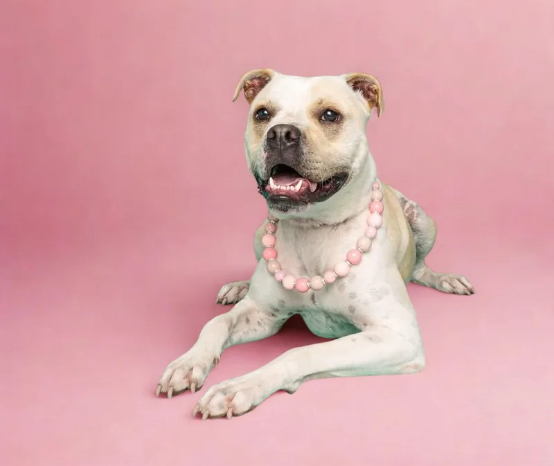 Poundcake thumbnail 3