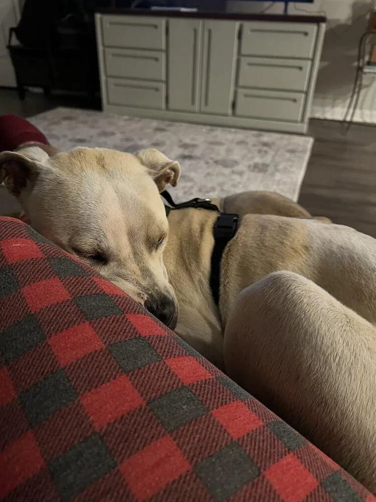 Poundcake thumbnail 4