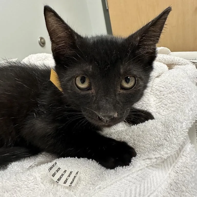A baby small-sized male Black Domestic Short Hair cat named Dusk for adoption in Jacksonville, FL