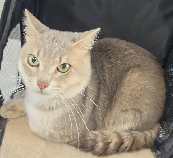 An adult medium-sized male Domestic Short Hair cat named Hazzard for adoption in Cleveland, TN