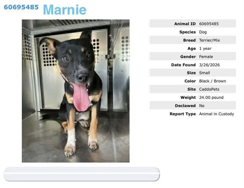 A young small-sized female Terrier dog named Marnie for adoption in Bothell, WA