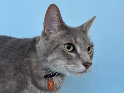 An adult small-sized male Domestic Short Hair cat named Gronk for adoption in Woodbury, MN