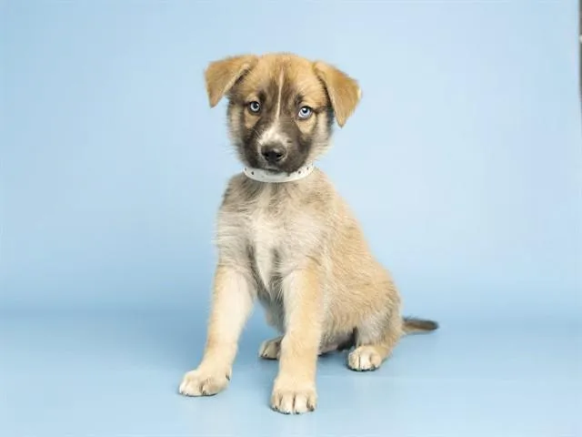 Domino