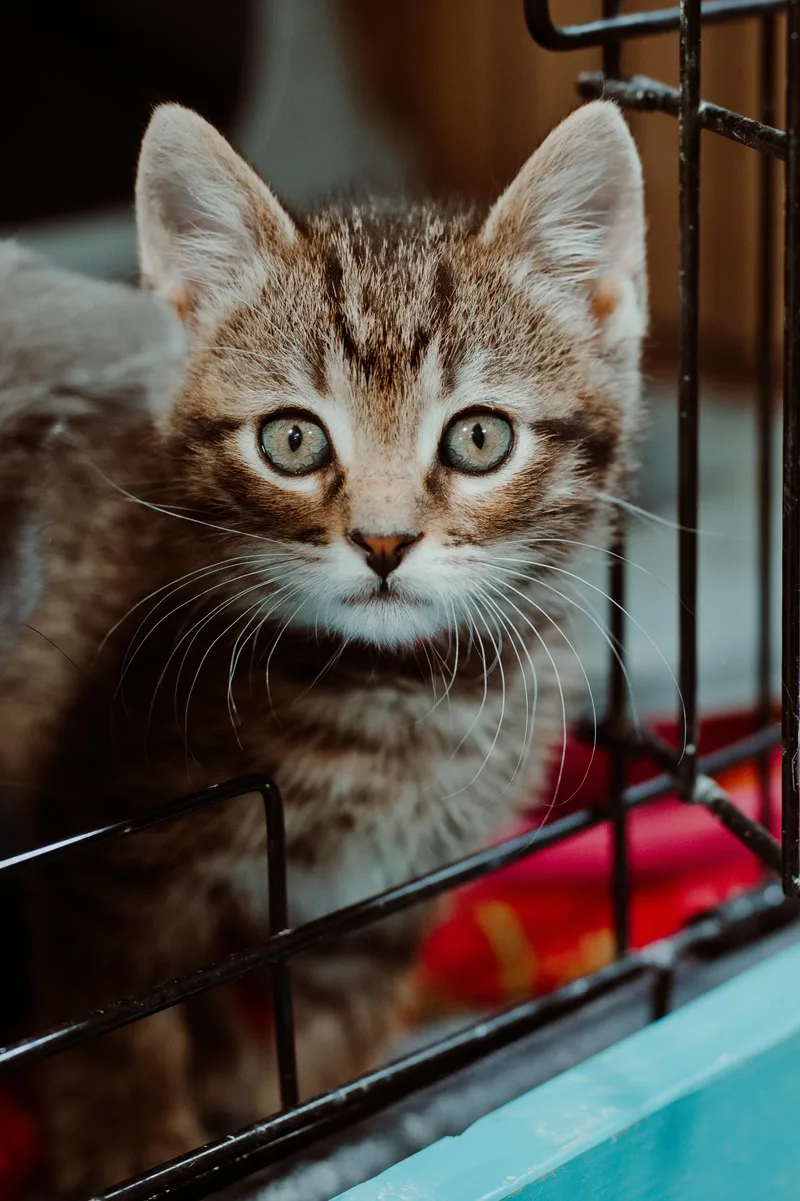A baby medium-sized female Tabby (Tiger Striped) Domestic Short Hair cat named Marina for adoption in Le Mars, IA