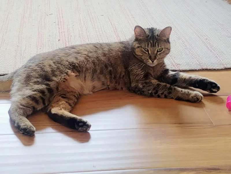 A young medium-sized female Tabby (Brown / Chocolate) Domestic Short Hair cat named Luna for adoption in Colorado Springs, CO
