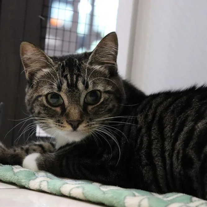 A young medium-sized female Brown / Chocolate Domestic Short Hair cat named Aurora for adoption in Seminole, FL