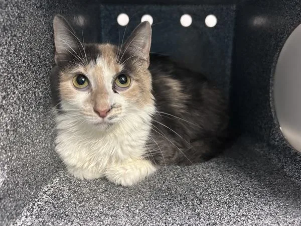 A young medium-sized female Domestic Short Hair cat named Shade for adoption in New York, NY